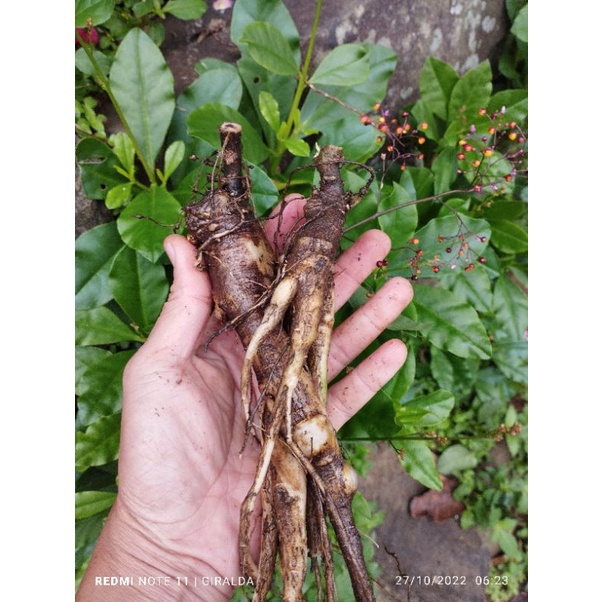 

GINSENG JAWA SEGAR 250 GRAM / GINSENG FRESH