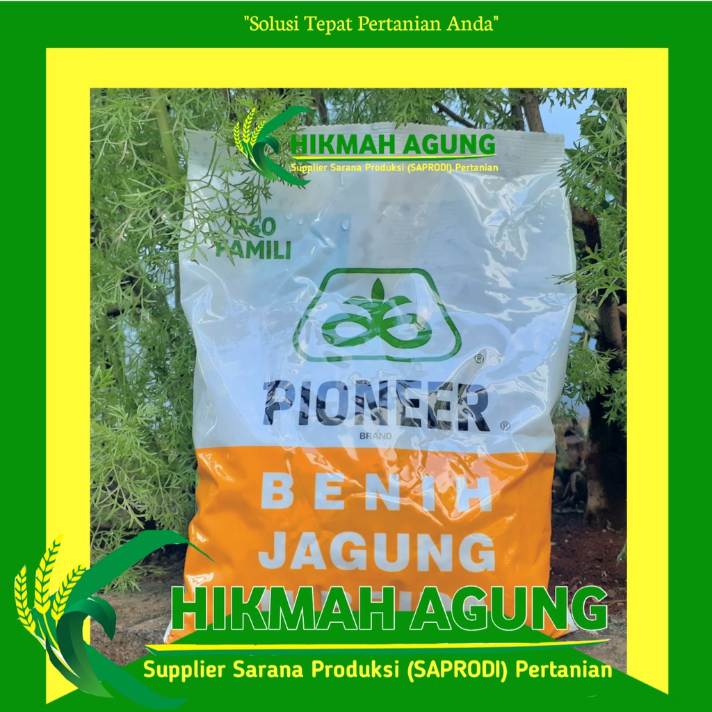 Benih Bibit Jagung P40 Famili 1 kg Benih Jagung Hibrida Pioner