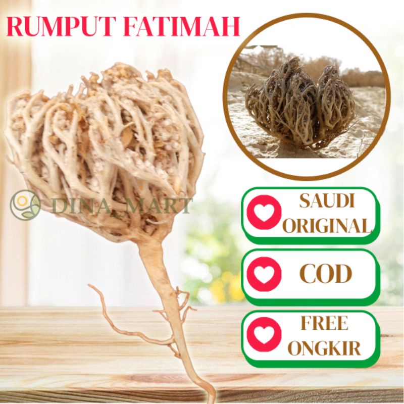 

Rumput fatimah pelancar persalinan Asli Original Rumput Fatimah Utuh Ukuran Sedang 15gr
