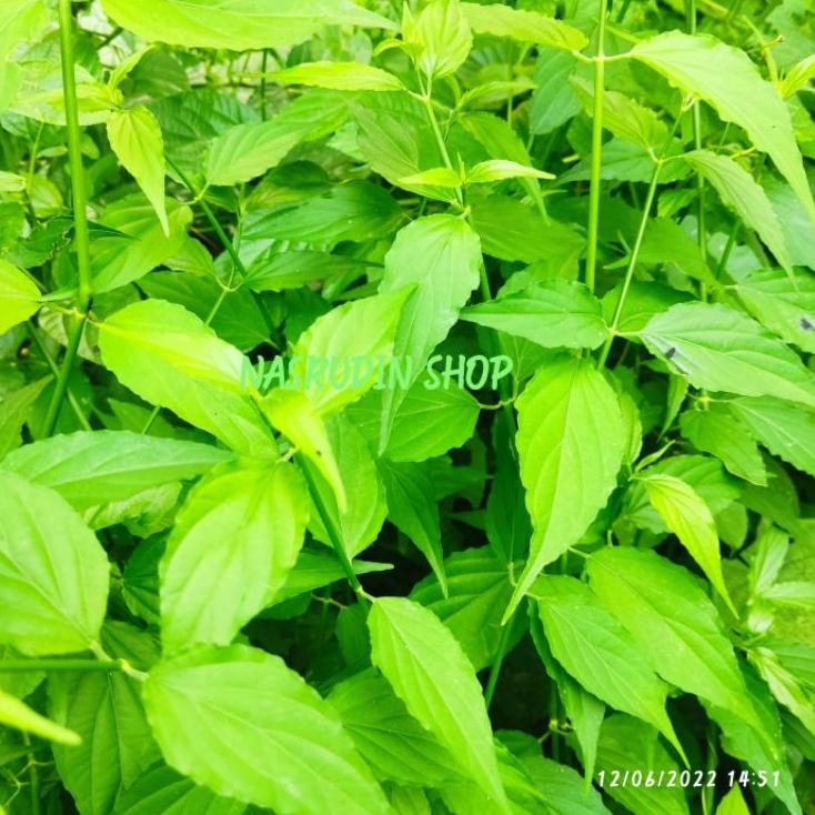 

Klaim promo--DAUN BELALAI GAJAH 1 KG SEGAR LANGSUNG PETIK