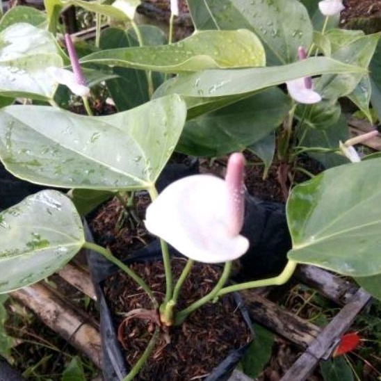 DIARY PETANI - Anthurium Bunga Warna Putih