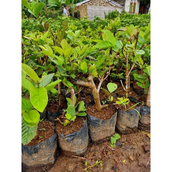 RB001 bibit cangkok pohon jambu kristal putih non biji UNGGULAN