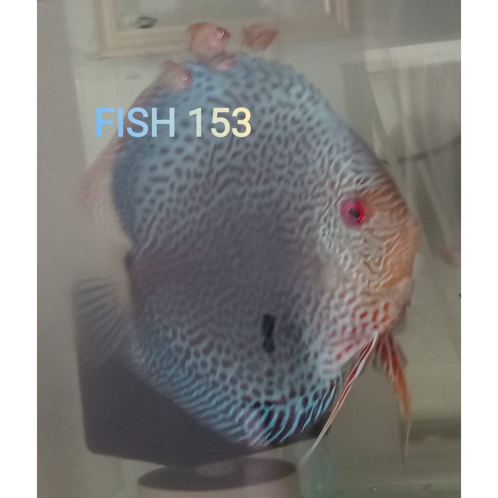 Discus Blue Scorpion 1,5 cm s/d 2 inch