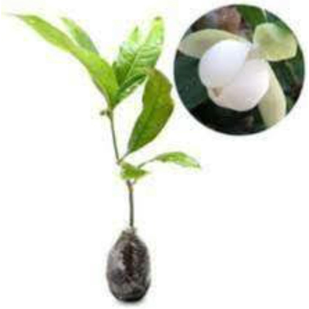 BIBIT TANAMAN HIAS BUNGA KANTIL PUTIH MULUS MURAH ASLI TERUNGGUL