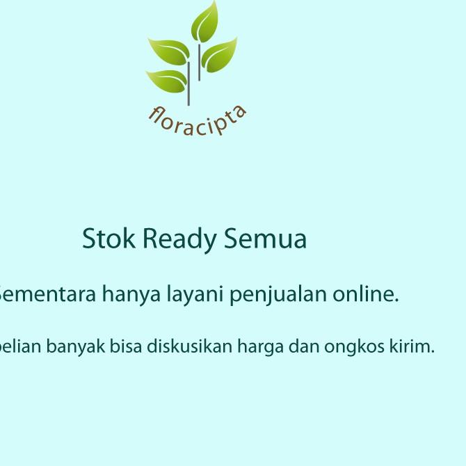 Bibit Delima Merah Pohon Delima Merah Bibit Buah Delima Merah Pohon Buah Delima Merah