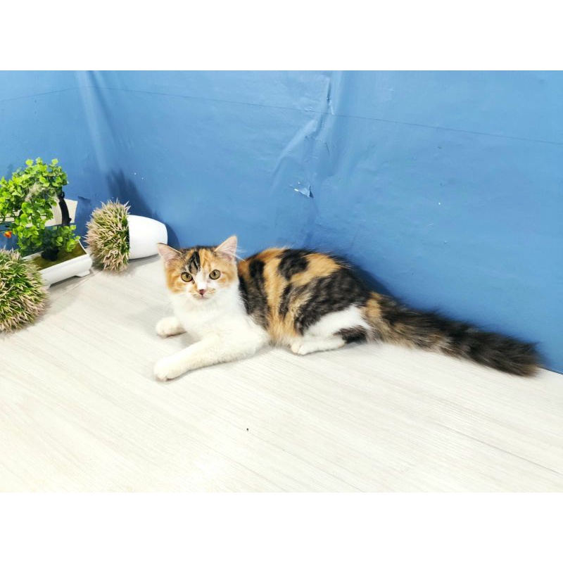 Kucing Persia medium calico