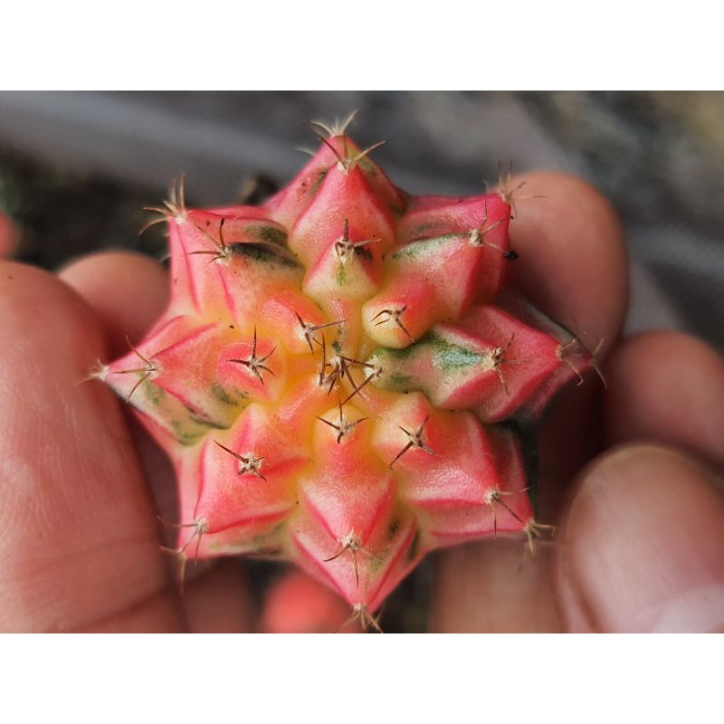 miha hybrid varigata