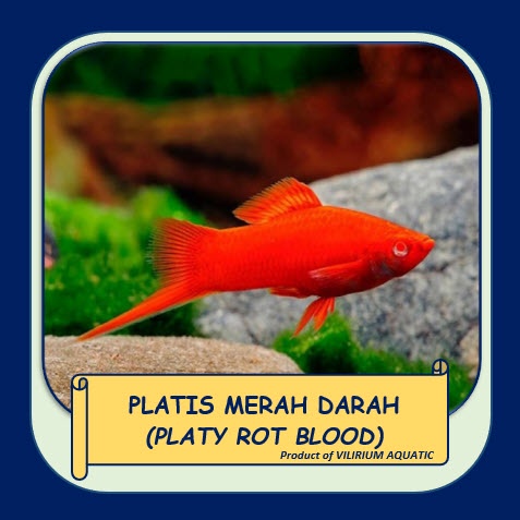 IKAN HIAS AIR TAWAR - PLATY PEDANG MERAH DARAH / BLOOD RED SWORDTAIL PLATY (±4cm)
