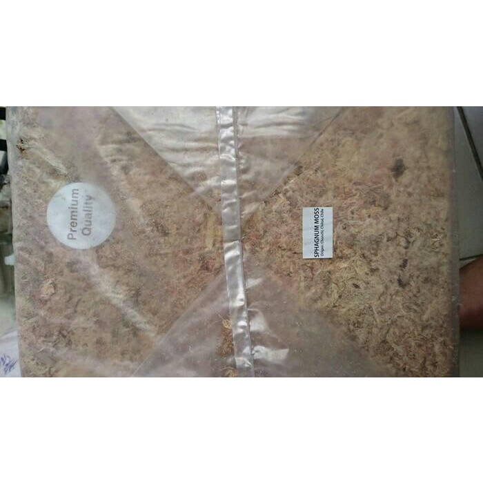 sphagnum moss chille premium quality 1kg