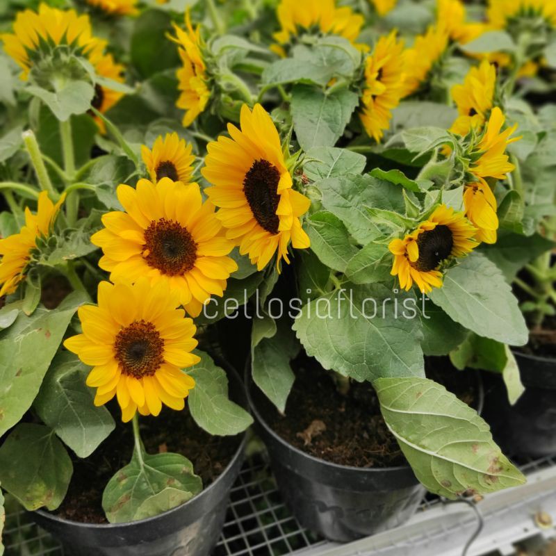 Bibit Bunga Matahari - Bunga Matahari Hidup Asli