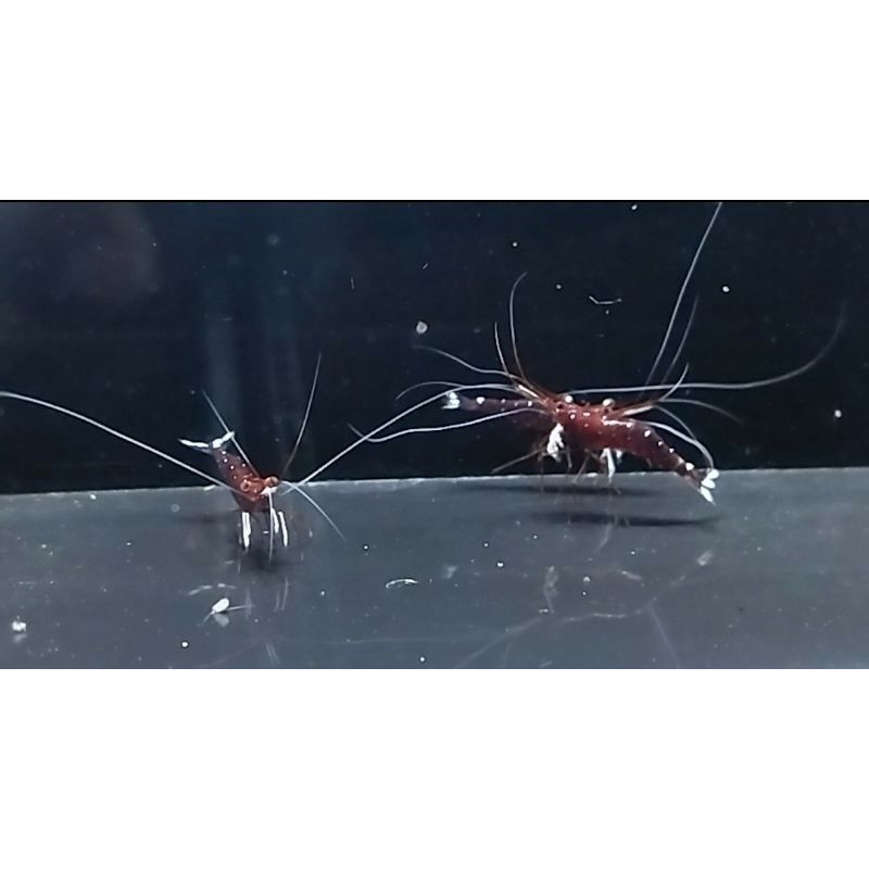 Udang WS Sulawesi