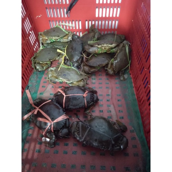 kepiting bakau kepiting hidup uk -+200gr