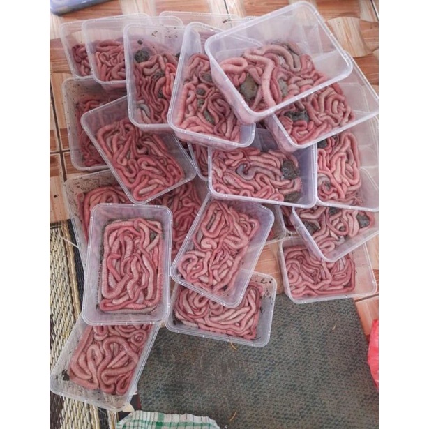 CACING NIPAH GRADE A 1 ekor