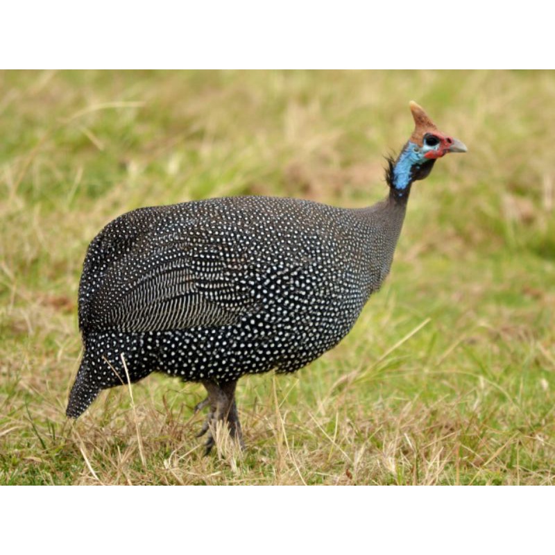 

telur fertil ayam hias mutiara.. bisa di tetaskan