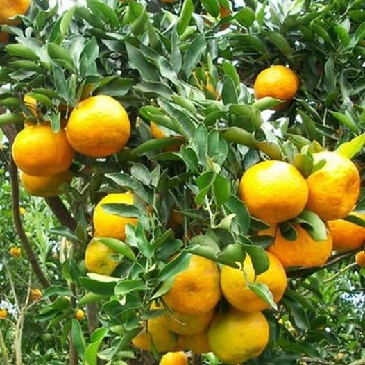 joss Bibit tanaman jeruk Siam Pontianak Tinggi 70 cm up viral UNGGULAN