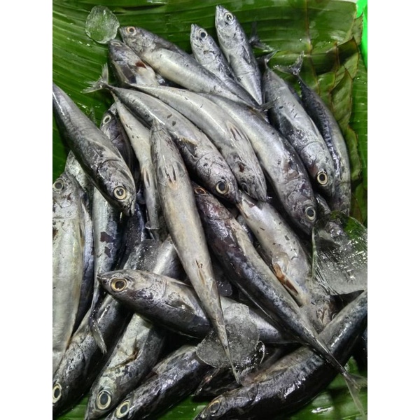 

ikan tongkol kecil kecil