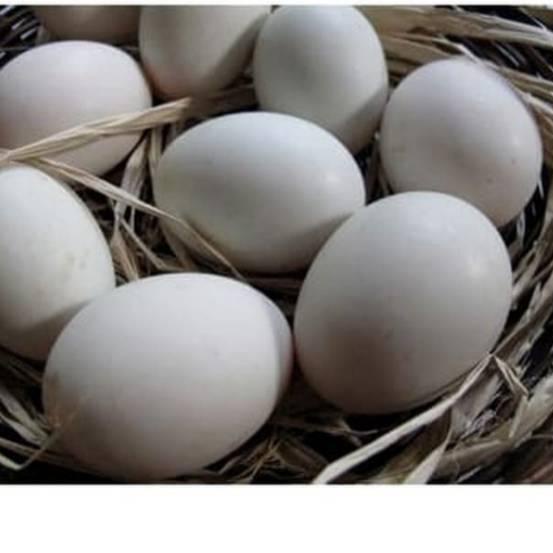 

✨10.10✨ Telur Angsa/Telur Soang per 1 Butir !!