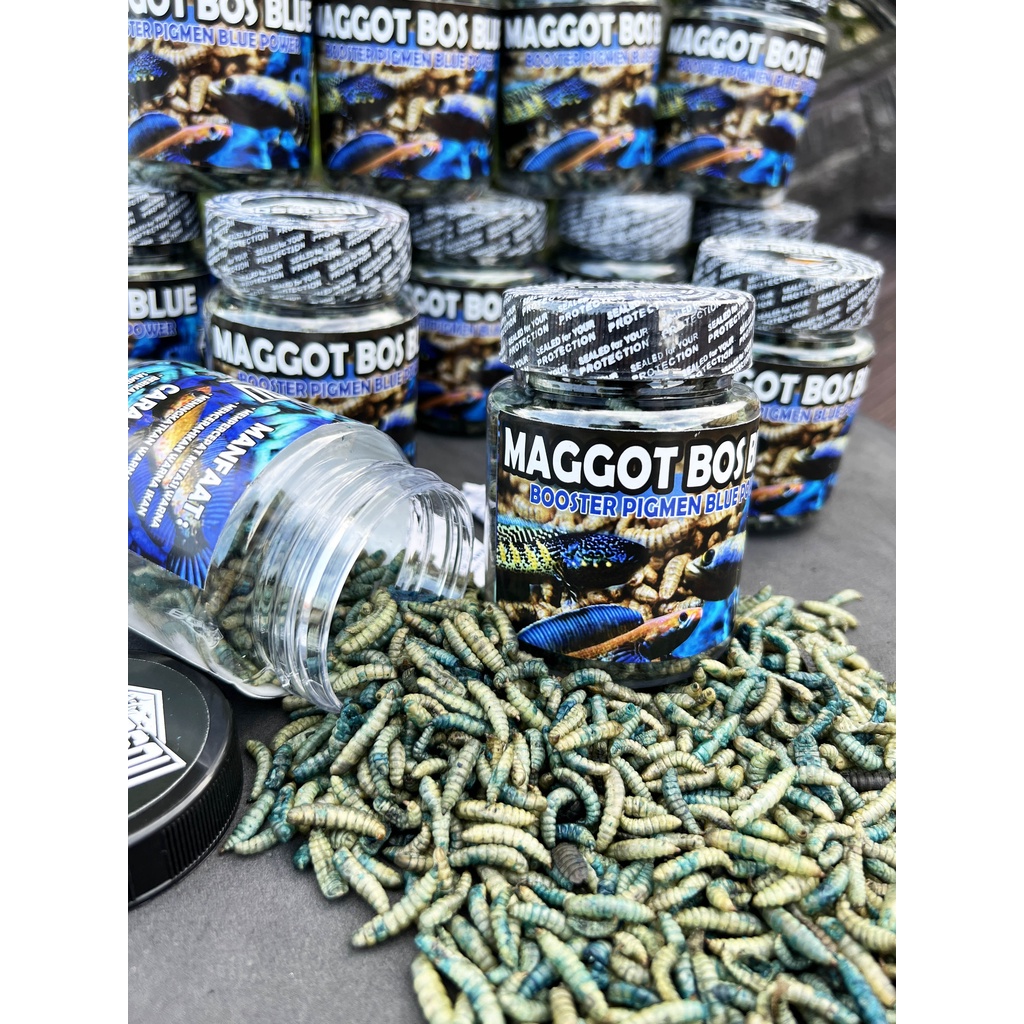 MAGGOT BLUE (BIRU) @BOS BOS QU GRADE A+ FREE STIKER 30 GRAM