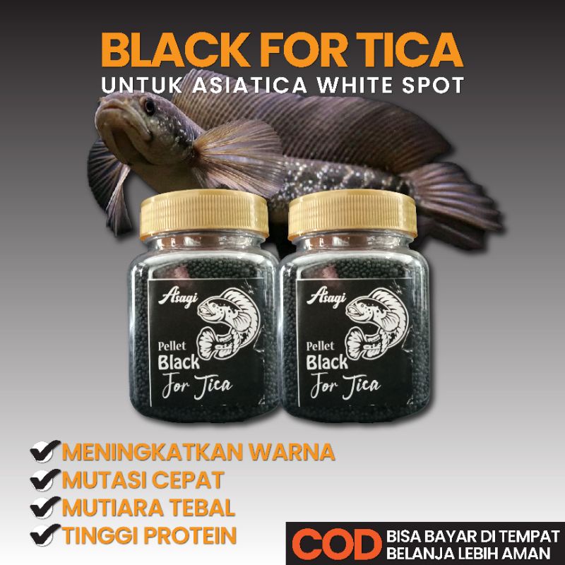 pelet channa asagi black for tica 100 g pakan channa asiatica ws pure asiatica white spot