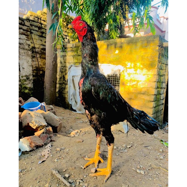 

JUAL TELUR AYAM BANGKOK PAKET 4 BUTIR