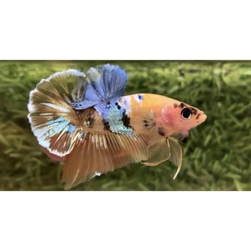 Ikan Cupang Yellow Koi Galaxy Bayar Ditempat