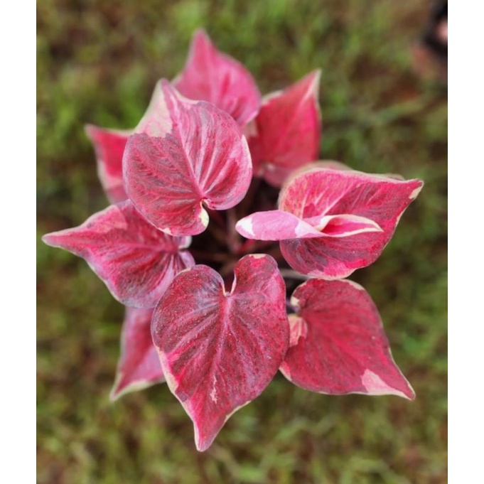 Keladi Dwi Warna / Tanaman Hias Keladi Dwi Warna Anakan 2-3 Daun Kecil