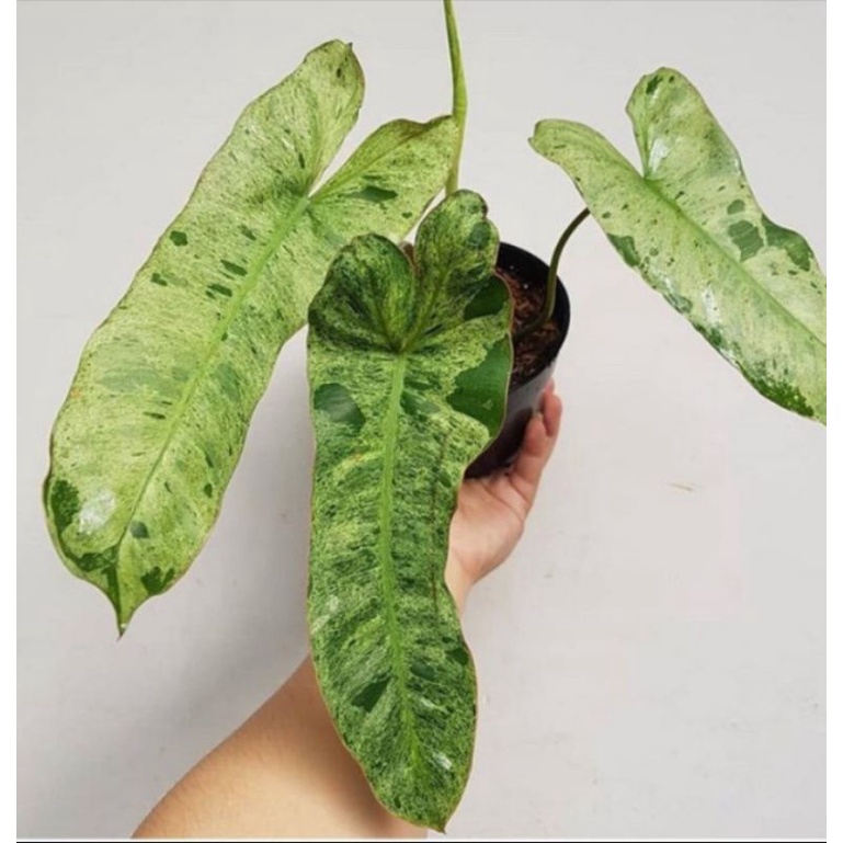 Tanaman hias philodendron paraiso verde - philodendron paraiso verde.