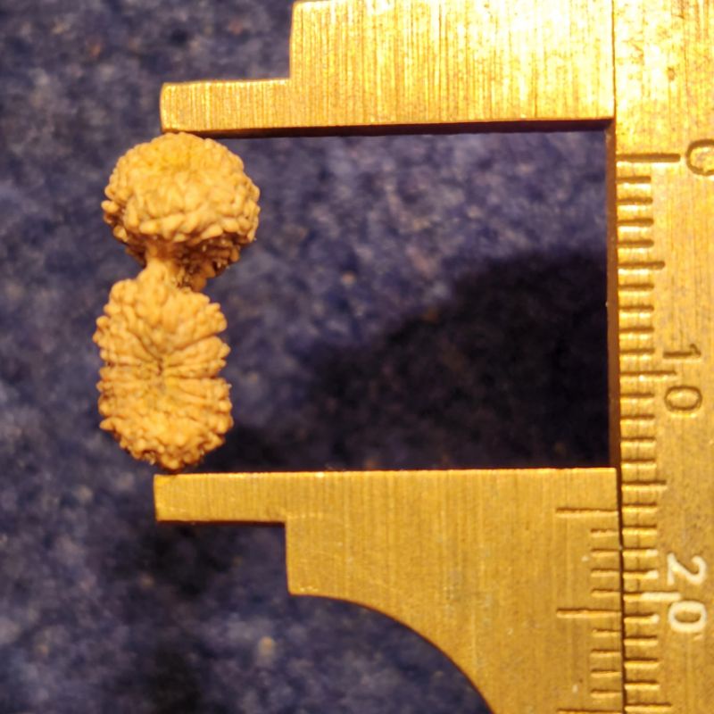 Ghaury sankar mukhi 20