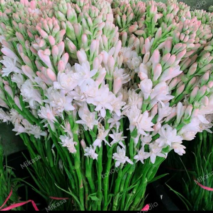 Bunga Bunga Sedap Malam Segar Per 10 Tangkai