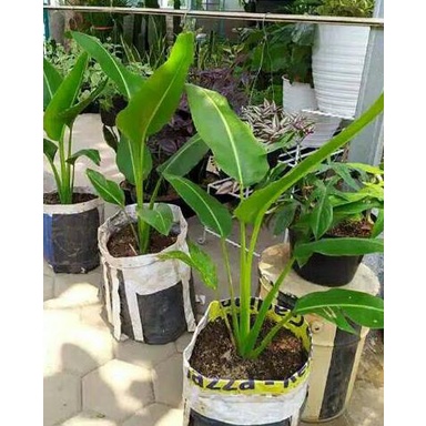BISA Tanaman Hias Pisang Kipas - Calathea pisang