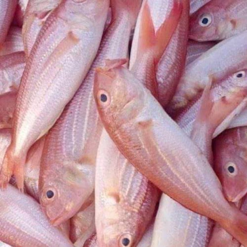 

ikan terisi