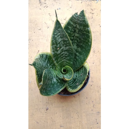 Sansivera Trifasciata dwarf