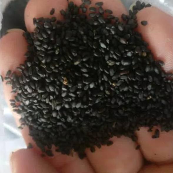

IdZ5l5K--Biji Selasih Super /Basil seeds 500GR