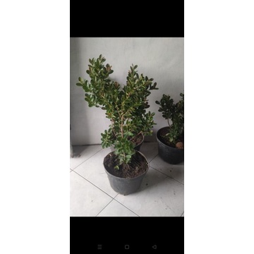 Dolar mangkok mikro pucuk merah