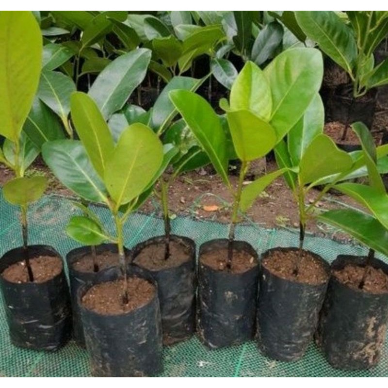 bibit black sapote Semai biji