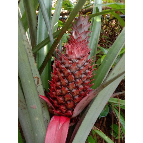 Nanas Merah Muda/Nanas hutan/Ananas bracteatus
