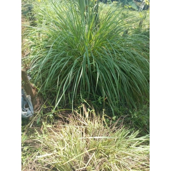 

sereh serai segar bumbu masak 250 gr