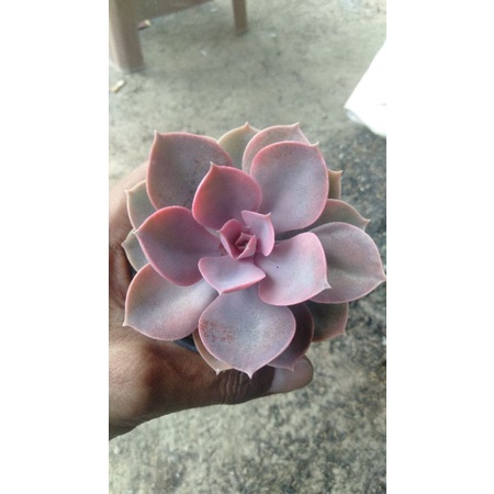 echeveria perle rainbow/mutasi