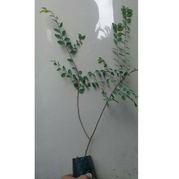 Bibit bonsai ulmus micro "DZA.22Oc22т"
