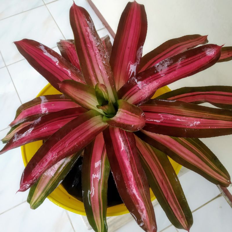 Bromeliad pelangi