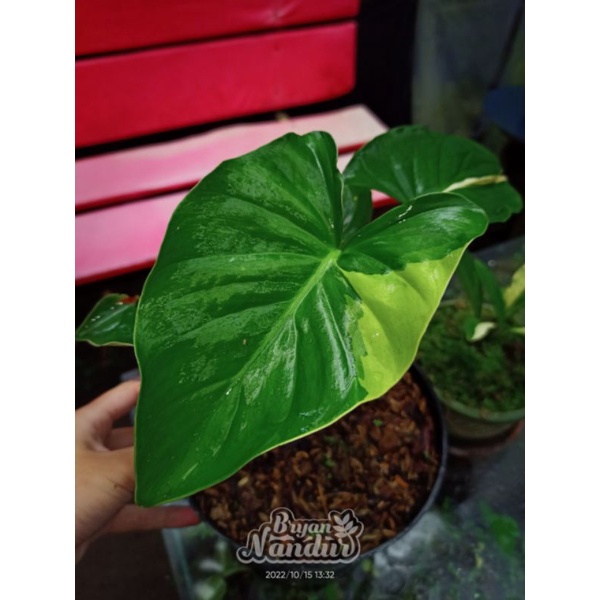 Homalomena Pendula var yellow (rare)