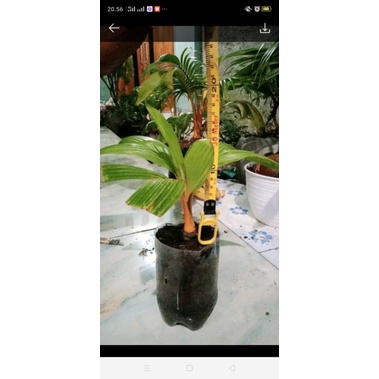 bonsai kelapa gading mini