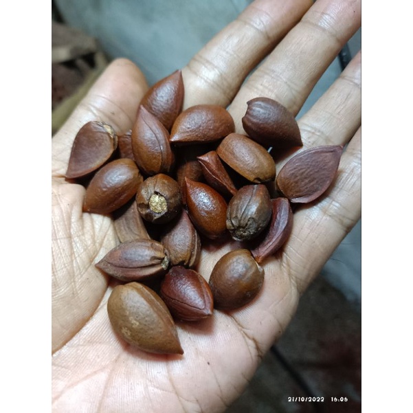 Biji nagasari bibit benih tanaman langka nogosari | bahan craft | bahan kerajinan
