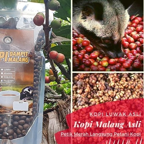 

kopi Luwak Liar Asli Robusta Dampit Malang Bubuk Biji Murni 250 gr