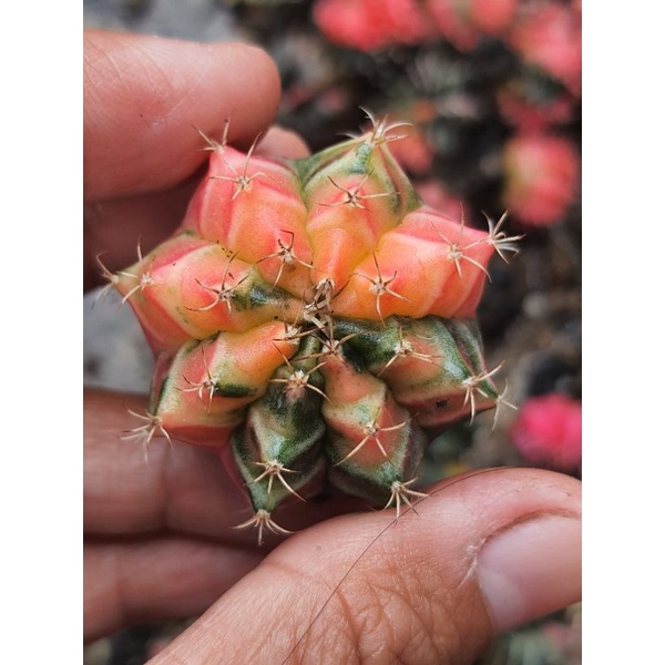 miha hybrid varigata