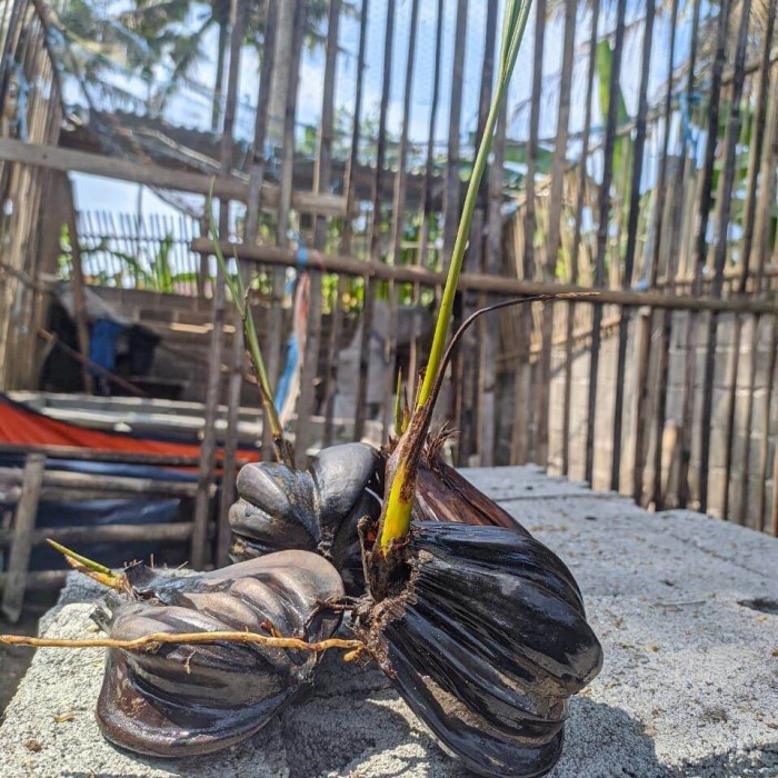 bibit buah nipah atau dahon