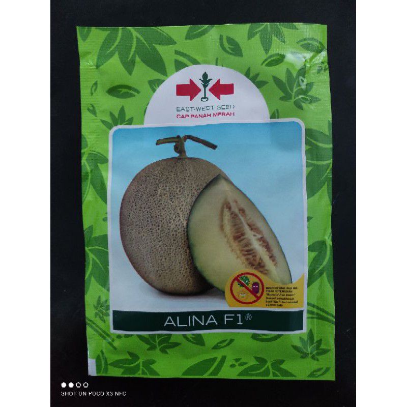 Benih bibit Melon Alina F1 Cap Panah Merah