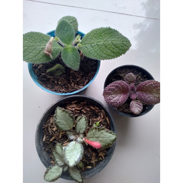paket 3 episcia blue heaven / silver skies / joys swetty
