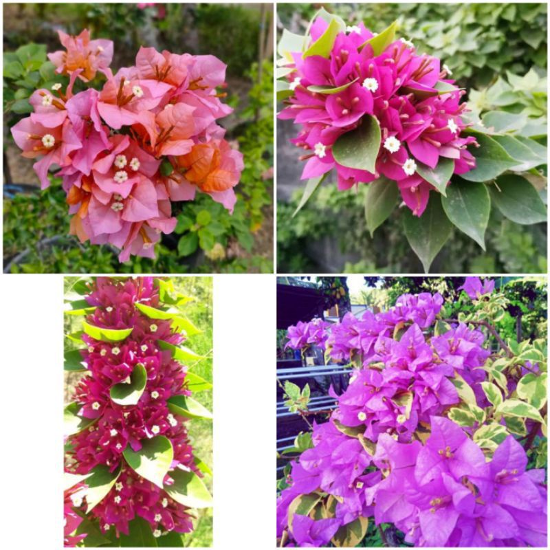 PROMO bibit bugenvil cutting stek batang sudah diberi penumbuh akar bougenville bogenvil bunga kerta