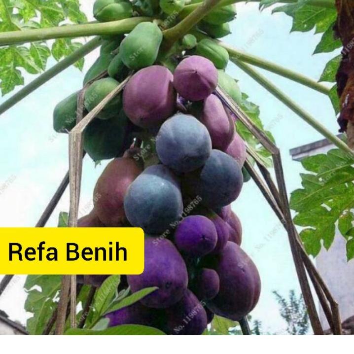 Serba diskon--REFA 10 Biji Benih Pepaya Ungu Varietas F1 Import / Benih Buah Pepaya Ungu Import / Pe